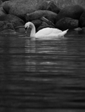 Click for bigger